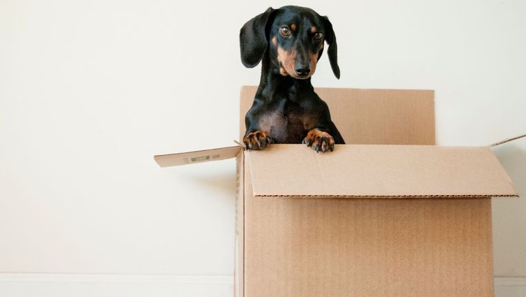 hund sticker upp ur flyttkartong - mix bemanning hjälper dig med flytten